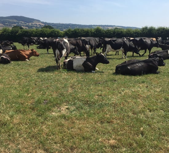 How is the Kildalton dairy herd managing through the drought?