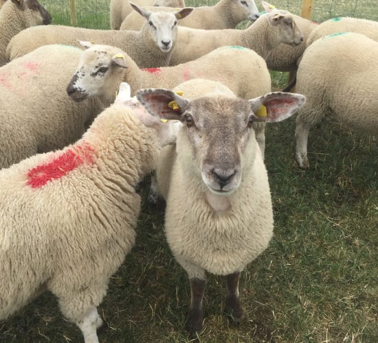 ‘It’s all about numbers’: Spring lamb trade continues to remain under pressure
