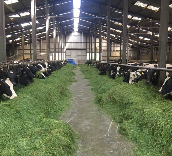 Cash balances and merchant credit bear the brunt of extra feed purchases