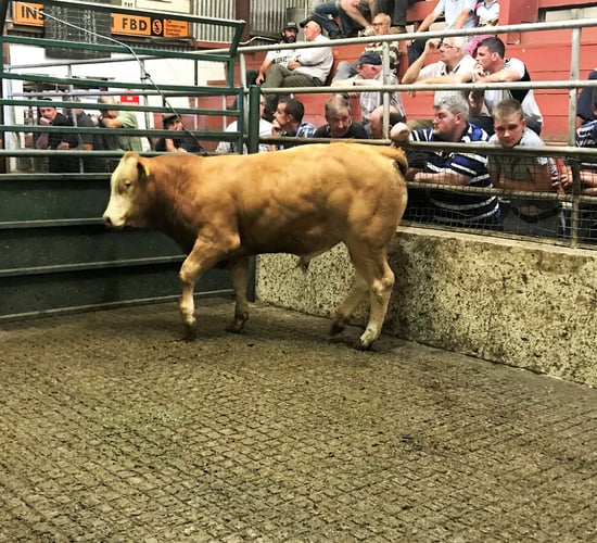 Pics and prices: Exporters drive the trade at Mountrath Mart's E and U-grade sale