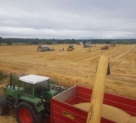 Video: Mayo straw bales sold before they hit the ground