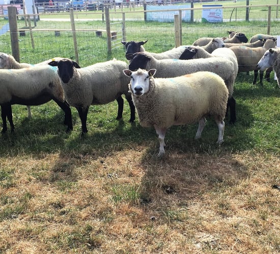 Attention turns to breeding for the INZAC flock
