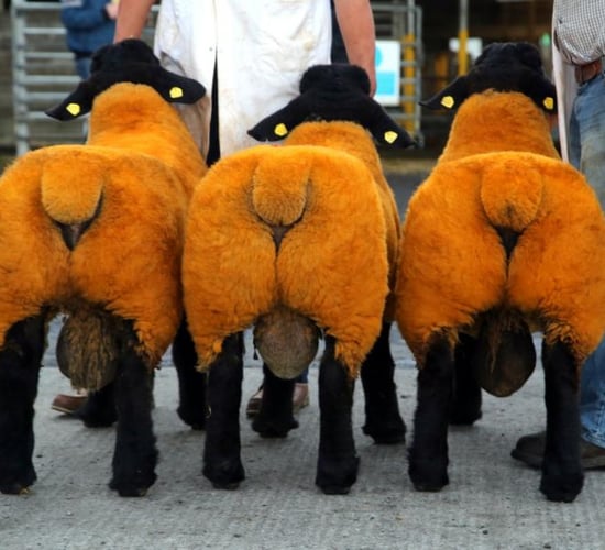 160 rams entered for Suffolk Premier Show and Sale