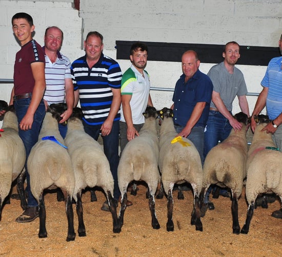 Focus on Suffolk Cheviot crossbreeding in Tullow