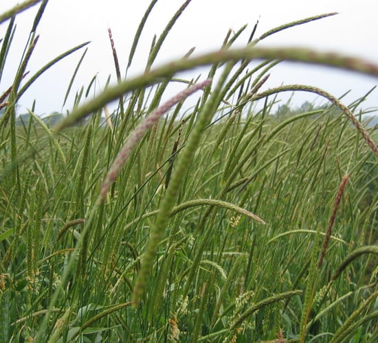 Weed control: Resistance to herbicides on the rise