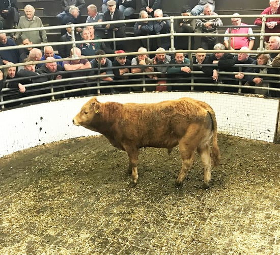 Cattle marts: Drought conditions still affecting mart trading