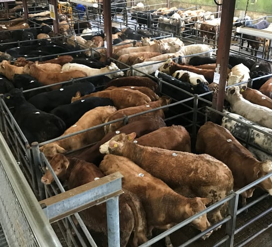 Cattle marts: Larger sales, but uncertainty surrounds the autumn trade