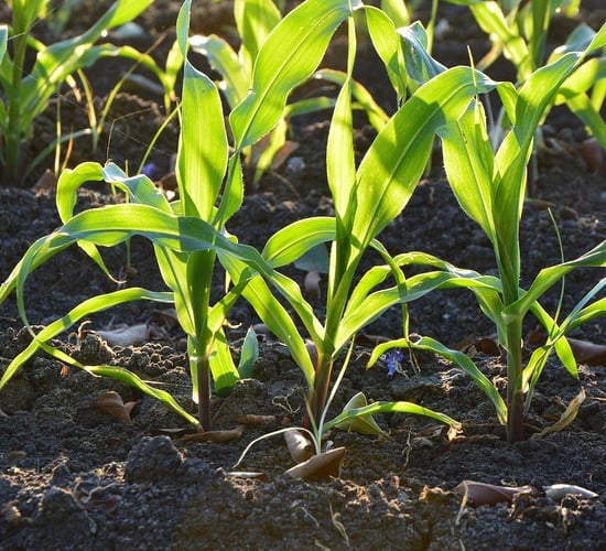 Organic fertilisers found to reduce risk of foodborne pathogens on arable crops