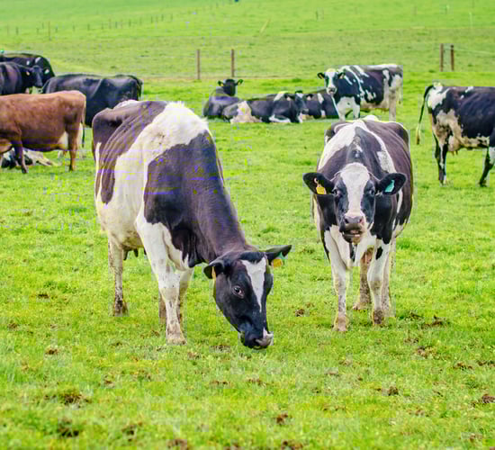 Report: 'Efficiency gains' in dairy farming can help reduce GHG emissions