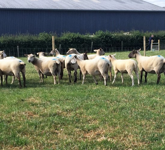 Grass advice: Are you following the key grazing mantra?