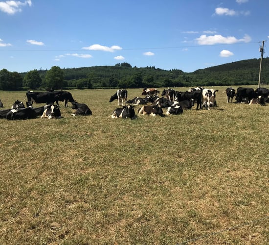 Are low grass covers exposing your herd to sudden death?