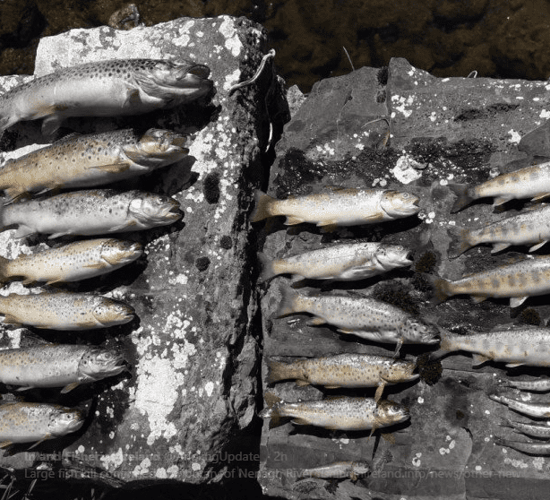 Nearly 15,000 fish killed in Tipperary river