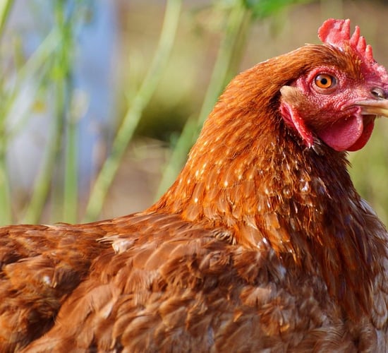 Newcastle Disease confirmed in Belgium: What you need to know