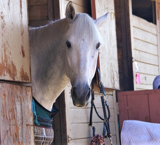 Equine owners transiting horses from GB to NI 'saddled' with extra costs - MP