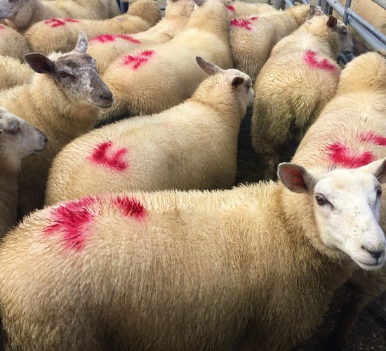 5-10c/kg wiped off spring lamb quotes