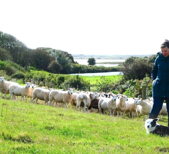 'My work is a journey into the land of shepherding'