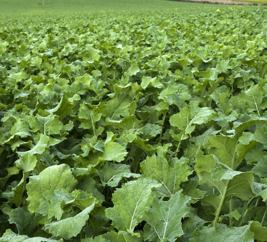Rape/kale hybrid, kale or beet: Which is the best fodder crop for me?
