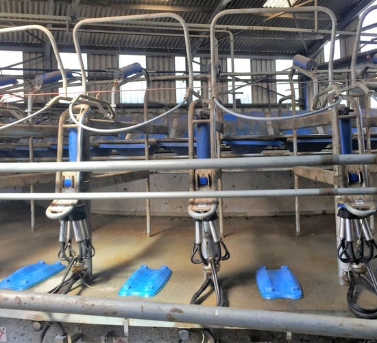 Parlour choices: Dairy farmer shares experiences of rotary and herringbone units