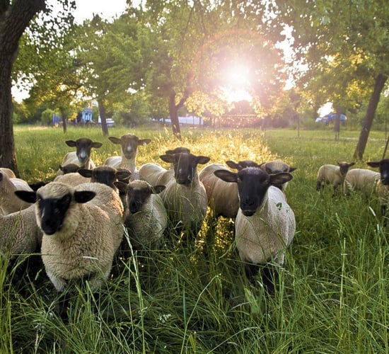 Gates open for SHEEP 2018 at Teagasc campus in Athenry