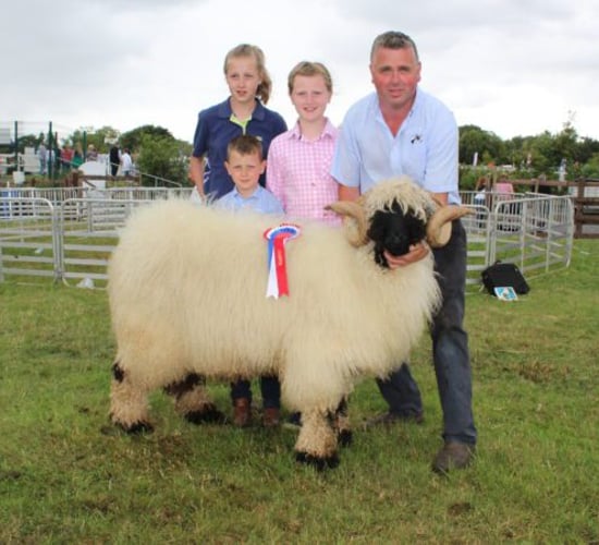 New sheep breed makes its competitive debut at Omagh Show