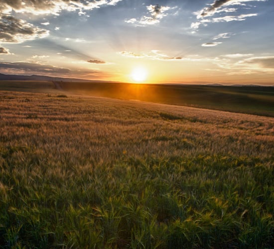 No-deal Brexit: Cereal prices expected to increase by 5% at the Irish farm gate