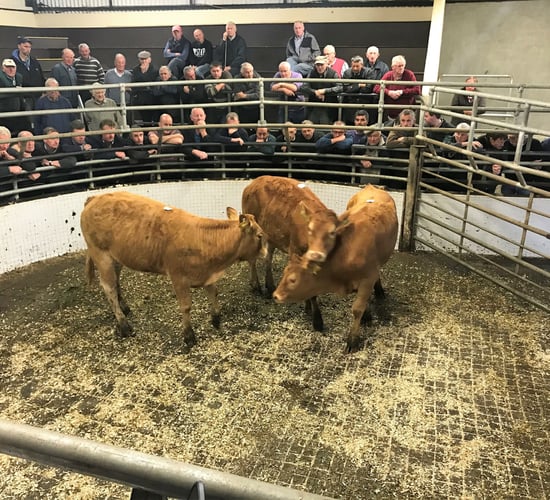 Cattle marts: Drought takes its toll on the market