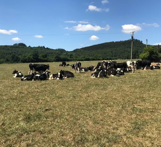 Can I grow more grass by spreading water on my paddocks?