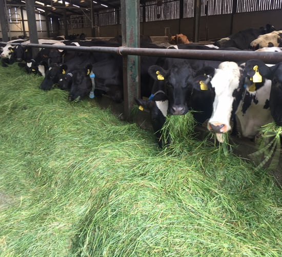 Fodder shortage: Teagasc receiving phone calls 'morning, noon and night'