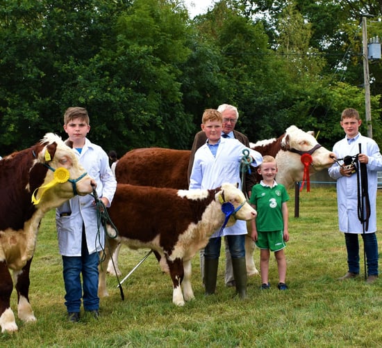 Pics: Over 60 Herefords on display at the North Tipperary Agricultural Show