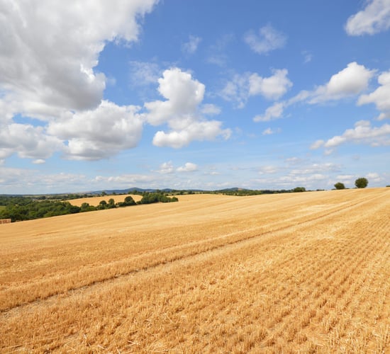 Pics: Gorey auction to offer 'valuable' 52ac roadside holding