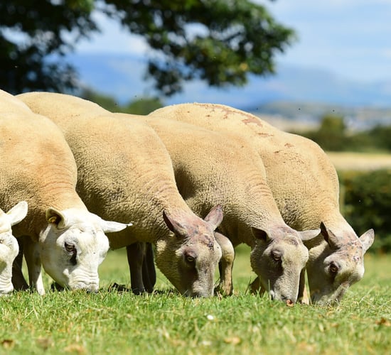 'Big Boy Ram Sale' targets commercially-driven farmers