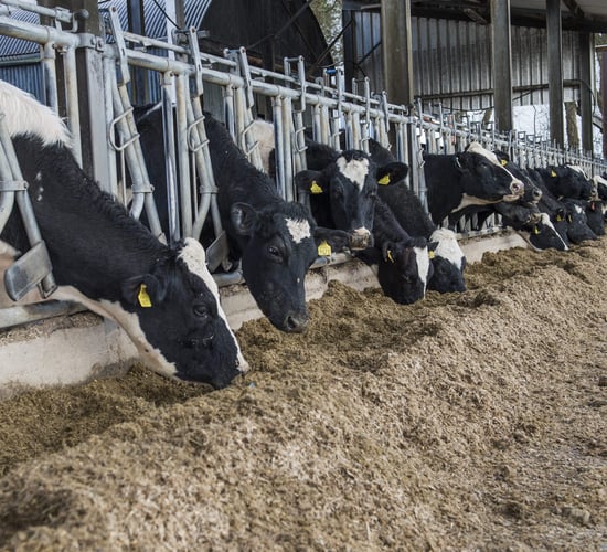 Top tips for making better-quality silage
