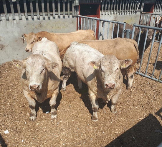 Bull beef: What price do I need to just break-even?