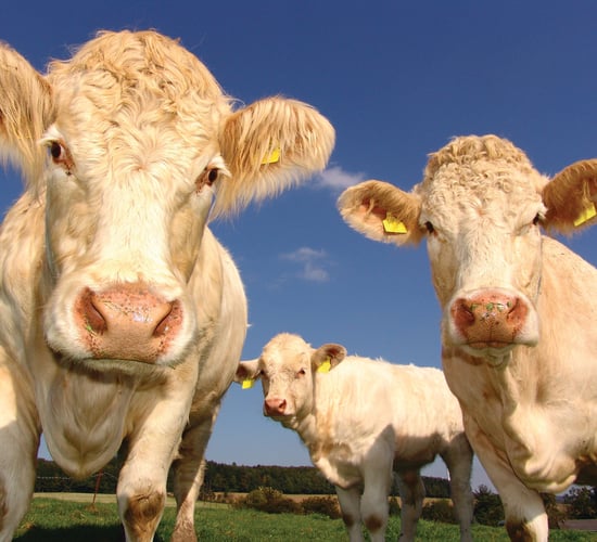 Mineral package is as important as compound feed in beef finishing diets