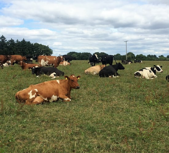 Dairy focus: Achieving a return on assets of 12.1% on leased ground