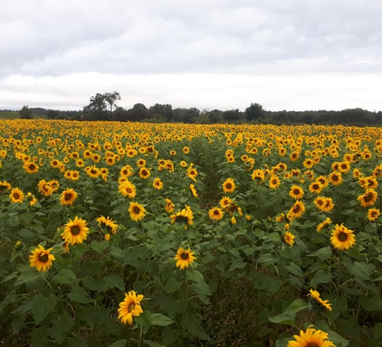 Antrim sunflower crop becomes regional attraction