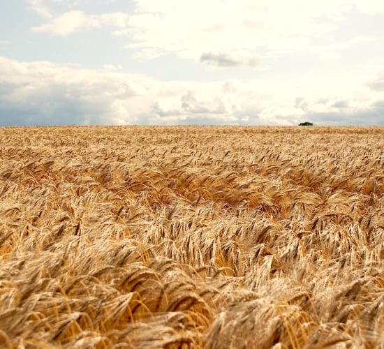 Would you like to win 5ha of Belfry hybrid barley seed?
