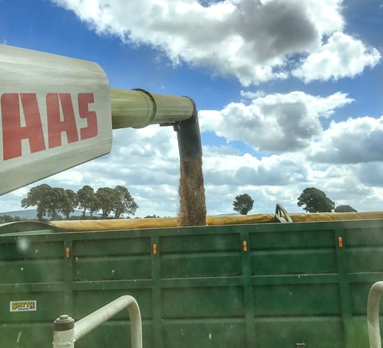 Tillage focus: Harvesting wheat, sowing forage crops and selling grain