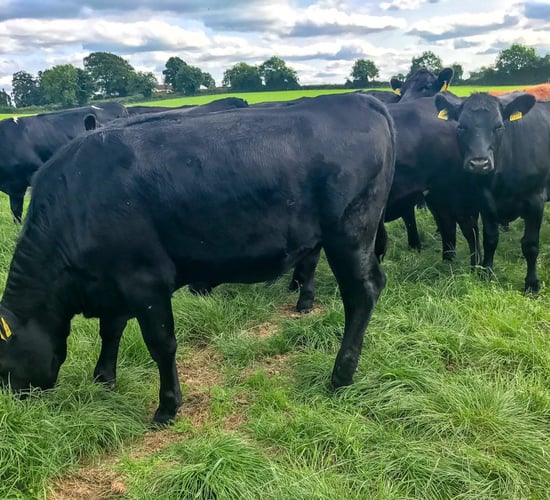 10% organic food target in new 'Green' public procurement