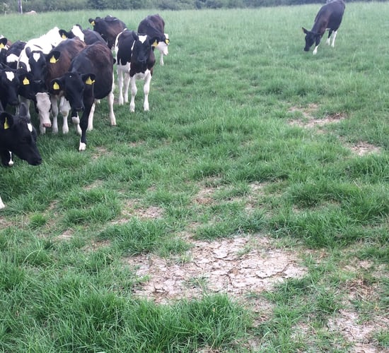 Not all fodder solutions are on far away hills