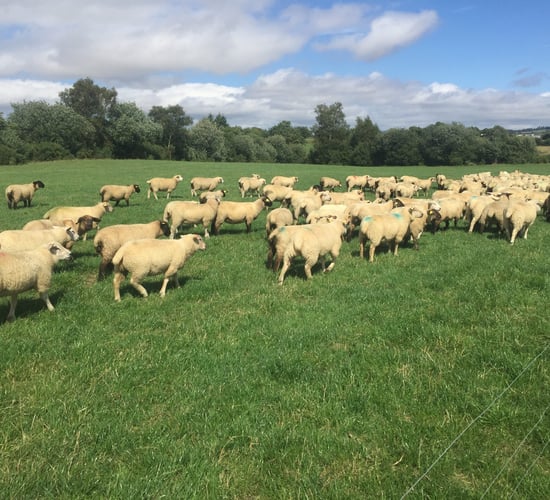 Sheep focus: Weaning an extra 350 lambs in Co. Wexford