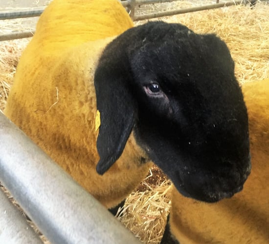 Sheep focus: The future of Suffolk sheep's in good hands