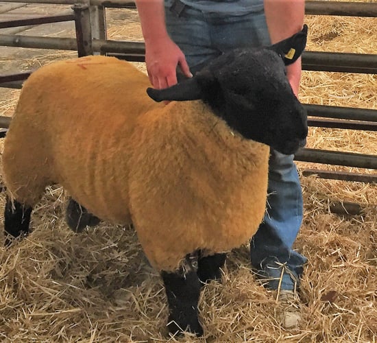 Sheep focus: 'Suffolk sheep have changed a lot and it's just like fashion'