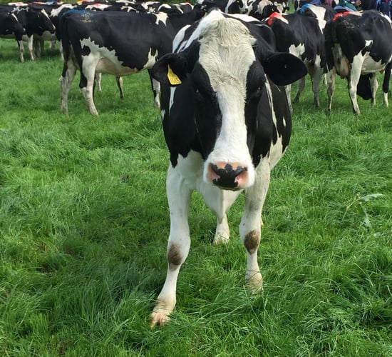 Milk production unlikely to climb on 2017 levels