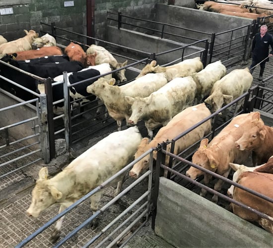 Mart report: Northern activity increased across marts last week