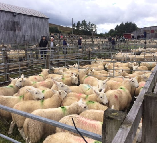 One of Europe's largest store lamb auctions draws over 15,000 sheep