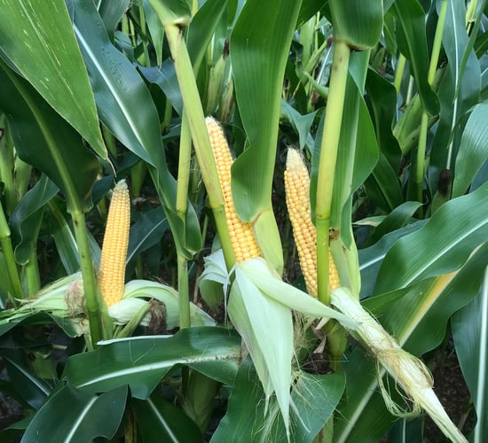 Grain growers want action on imports of GM maize products