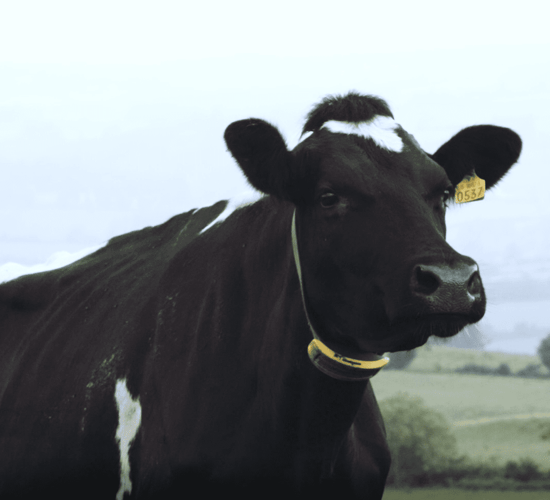 Calls made for BVD eradication programme to be 'wound up'