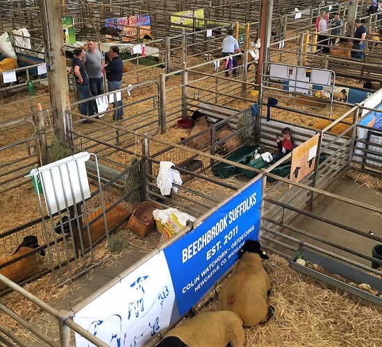 Suffolk ram lamb hits €4,200 at Premier Show and Sale
