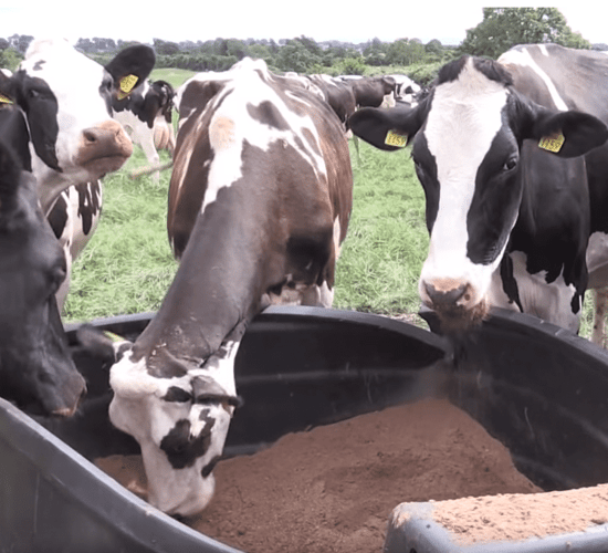 'It's costing us €370/day in additional feed'